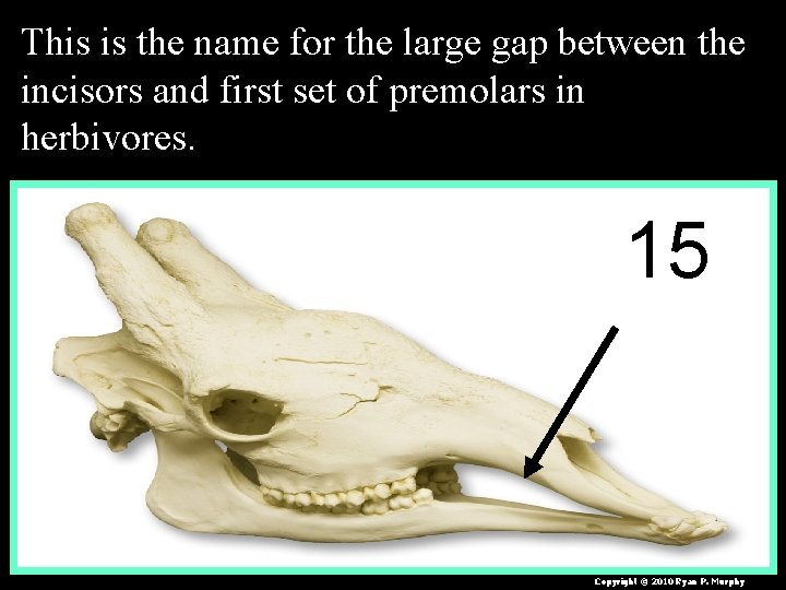 This is the name for the large gap between the incisors and first set