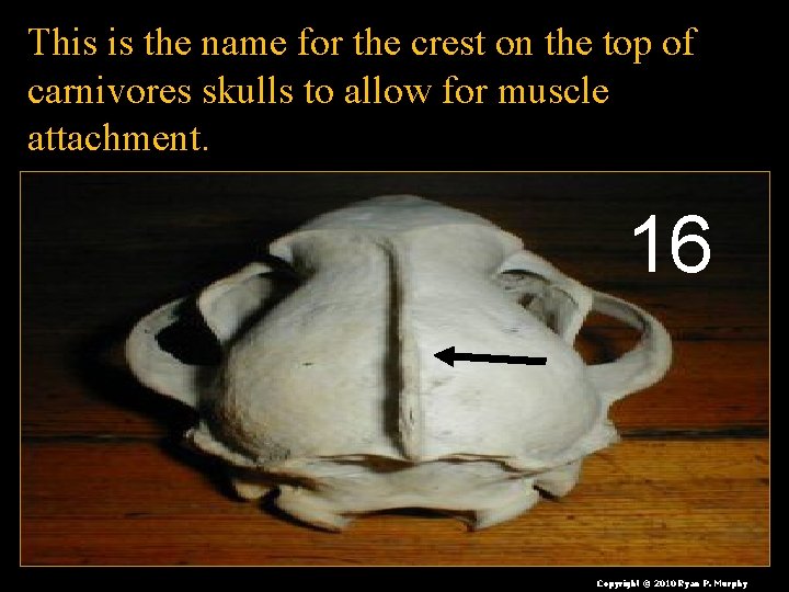 This is the name for the crest on the top of carnivores skulls to