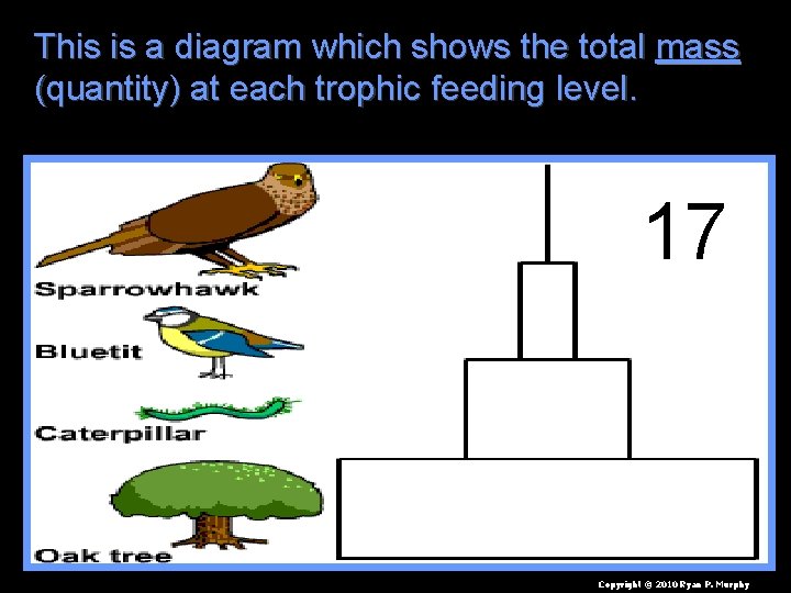 This is a diagram which shows the total mass (quantity) at each trophic feeding