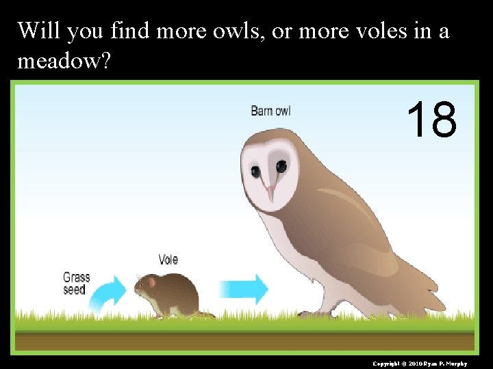 Will you find more owls, or more voles in a meadow? 18 Copyright ©