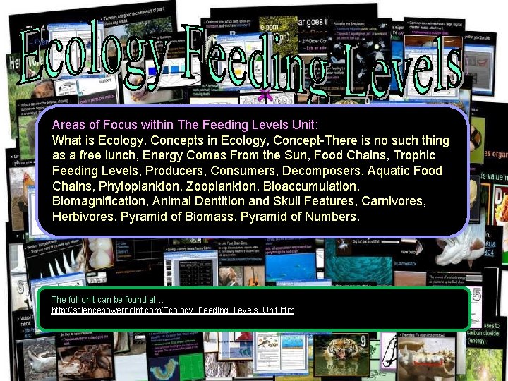 Areas of Focus within The Feeding Levels Unit: What is Ecology, Concepts in Ecology,