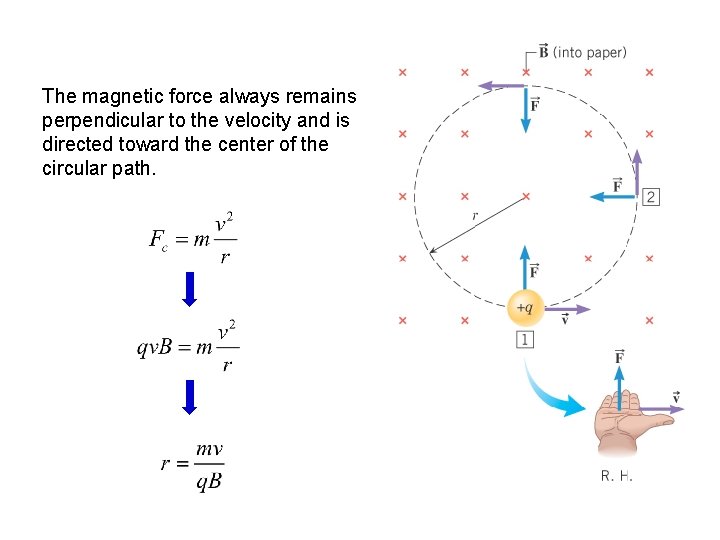 The magnetic force always remains perpendicular to the velocity and is directed toward the