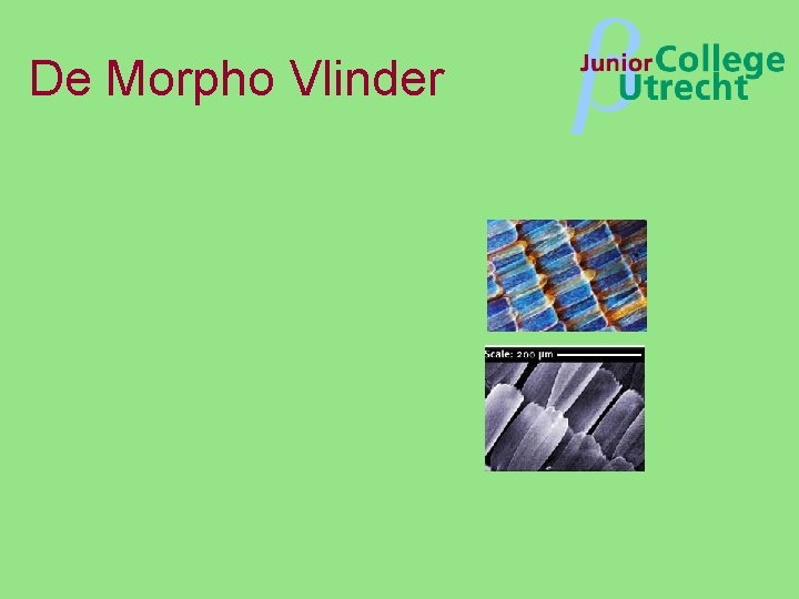 De Morpho Vlinder β 