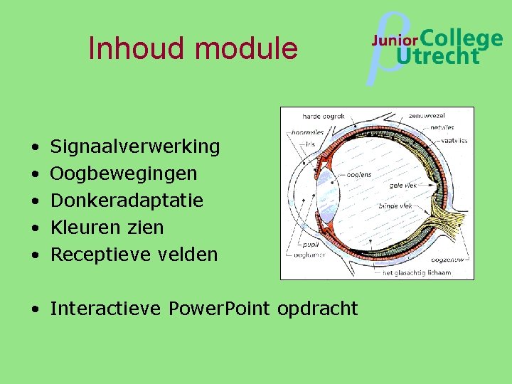 Inhoud module • • • Signaalverwerking Oogbewegingen Donkeradaptatie Kleuren zien Receptieve velden • Interactieve