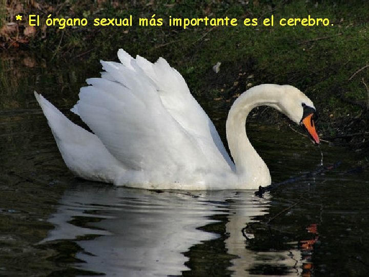  * El órgano sexual más importante es el cerebro. 