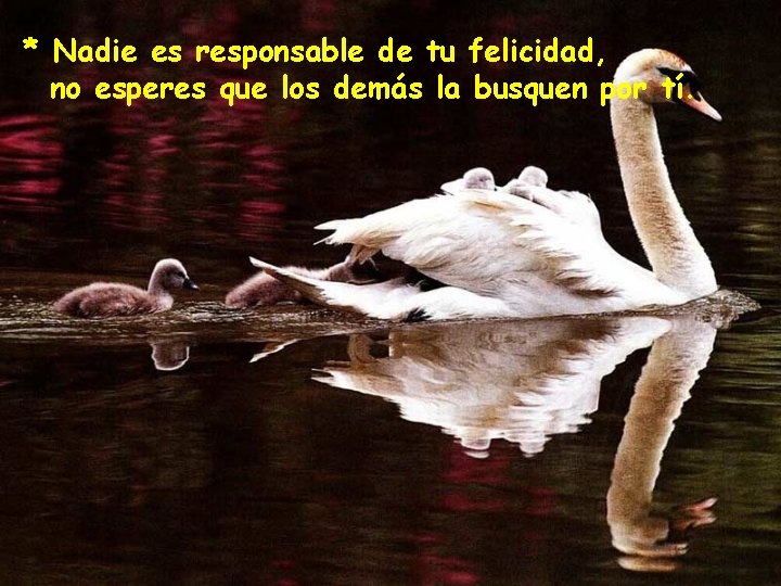 * Nadie es responsable de tu felicidad, no esperes que los demás la busquen