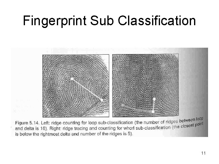 Fingerprint Sub Classification 11 