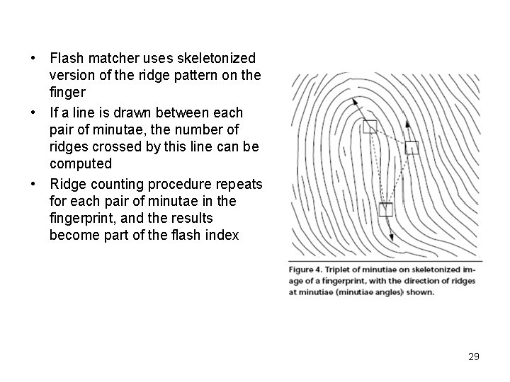  • Flash matcher uses skeletonized version of the ridge pattern on the finger