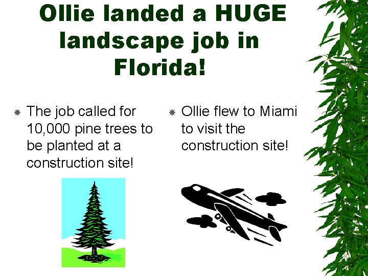 Ollie landed a HUGE landscape job in Florida! The job called for 10, 000 Ollie landed a HUGE landscape job in Florida! The job called for 10, 000
