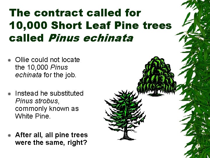 The contract called for 10, 000 Short Leaf Pine trees called Pinus echinata Ollie The contract called for 10, 000 Short Leaf Pine trees called Pinus echinata Ollie