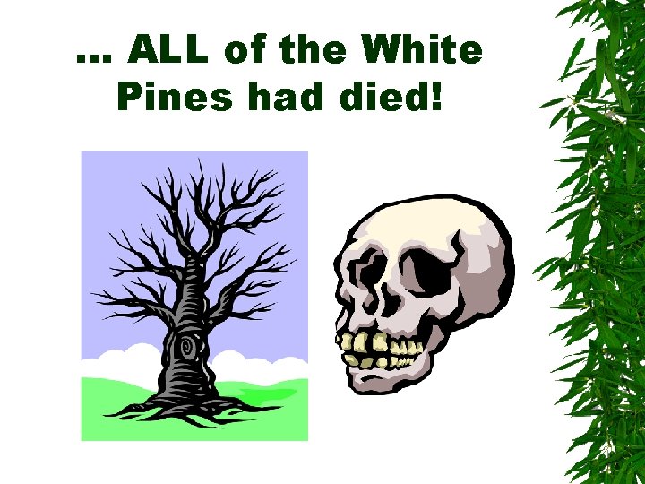 … ALL of the White Pines had died! … ALL of the White Pines had died!