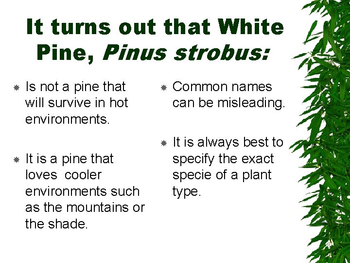 It turns out that White Pine, Pinus strobus: Is not a pine that will It turns out that White Pine, Pinus strobus: Is not a pine that will