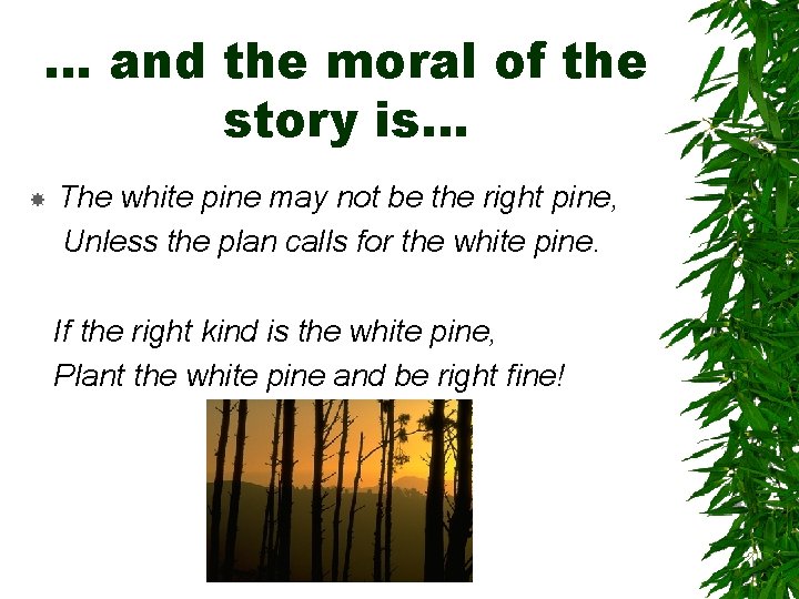… and the moral of the story is… The white pine may not be … and the moral of the story is… The white pine may not be