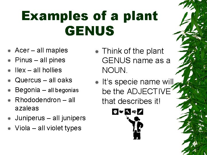 Examples of a plant GENUS Acer – all maples Pinus – all pines Ilex Examples of a plant GENUS Acer – all maples Pinus – all pines Ilex