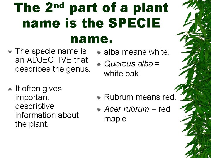 The 2 nd part of a plant name is the SPECIE name. The specie The 2 nd part of a plant name is the SPECIE name. The specie