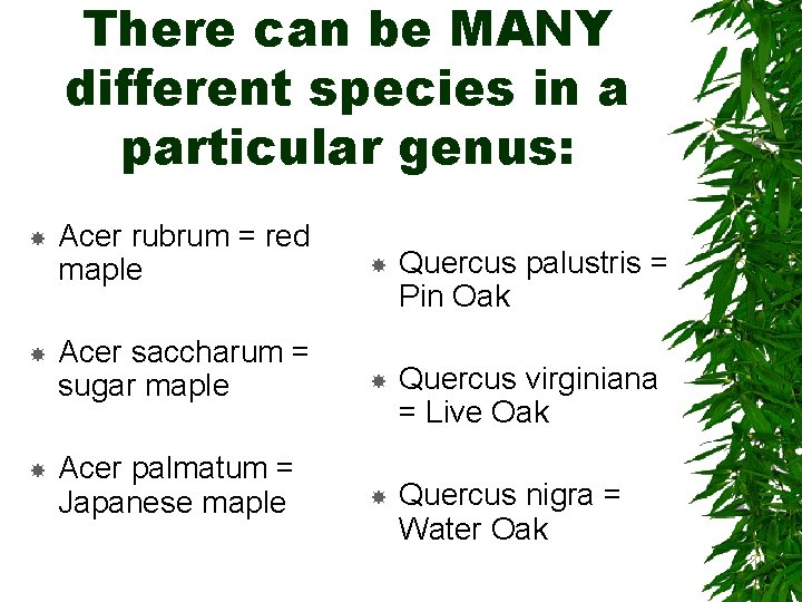 There can be MANY different species in a particular genus: Acer rubrum = red There can be MANY different species in a particular genus: Acer rubrum = red
