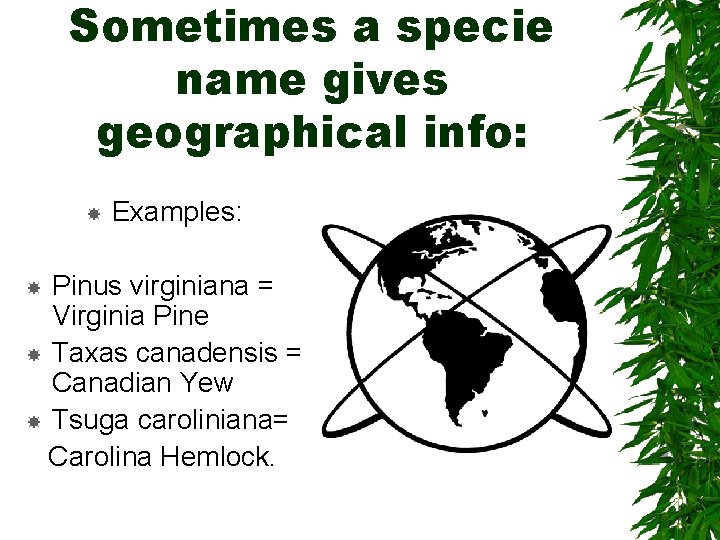 Sometimes a specie name gives geographical info: Examples: Pinus virginiana = Virginia Pine Taxas Sometimes a specie name gives geographical info: Examples: Pinus virginiana = Virginia Pine Taxas