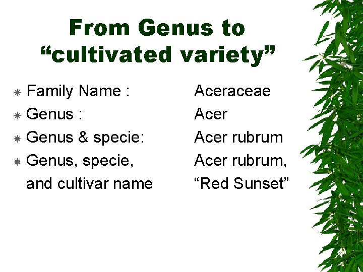 From Genus to “cultivated variety” Family Name : Genus & specie: Genus, specie, and From Genus to “cultivated variety” Family Name : Genus & specie: Genus, specie, and