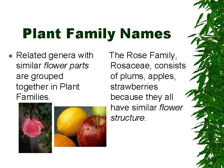 Plant Family Names Related genera with similar flower parts are grouped together in Plant Plant Family Names Related genera with similar flower parts are grouped together in Plant