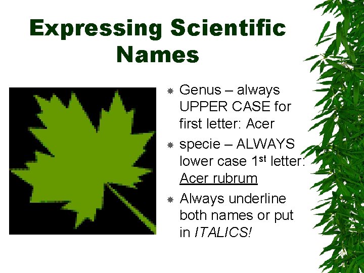 Expressing Scientific Names Genus – always UPPER CASE for first letter: Acer specie – Expressing Scientific Names Genus – always UPPER CASE for first letter: Acer specie –