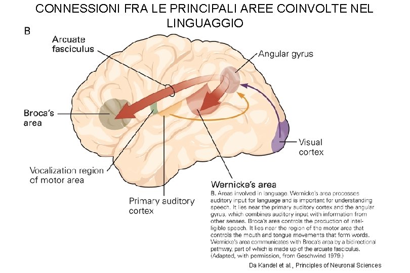 CONNESSIONI FRA LE PRINCIPALI AREE COINVOLTE NEL LINGUAGGIO Da Kandel et al. , Principles CONNESSIONI FRA LE PRINCIPALI AREE COINVOLTE NEL LINGUAGGIO Da Kandel et al. , Principles