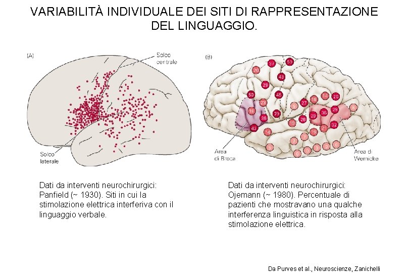 VARIABILITÀ INDIVIDUALE DEI SITI DI RAPPRESENTAZIONE DEL LINGUAGGIO. Dati da interventi neurochirurgici: Panfield (~ VARIABILITÀ INDIVIDUALE DEI SITI DI RAPPRESENTAZIONE DEL LINGUAGGIO. Dati da interventi neurochirurgici: Panfield (~