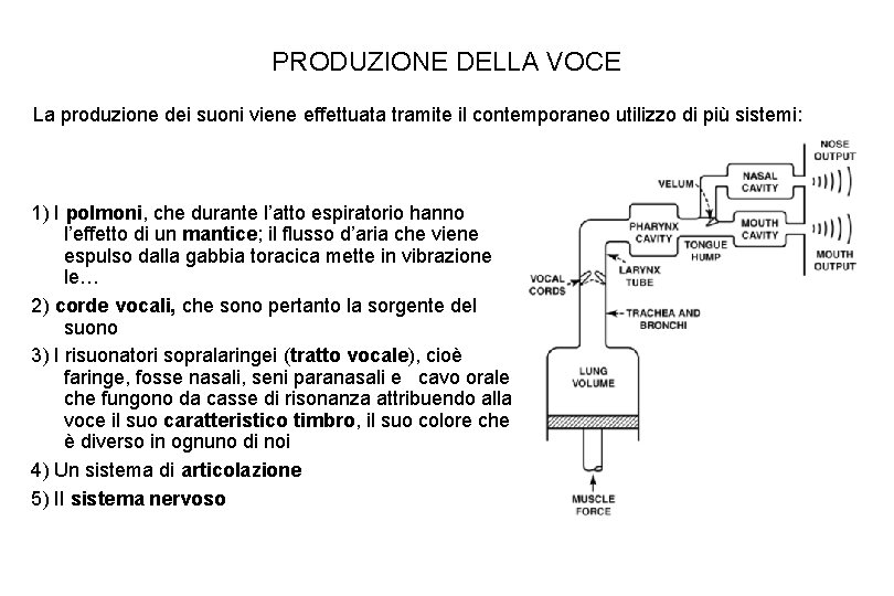 PRODUZIONE DELLA VOCE La produzione dei suoni viene effettuata tramite il contemporaneo utilizzo di PRODUZIONE DELLA VOCE La produzione dei suoni viene effettuata tramite il contemporaneo utilizzo di