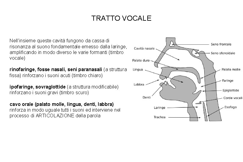 TRATTO VOCALE Nell’insieme queste cavità fungono da cassa di risonanza al suono fondamentale emesso TRATTO VOCALE Nell’insieme queste cavità fungono da cassa di risonanza al suono fondamentale emesso