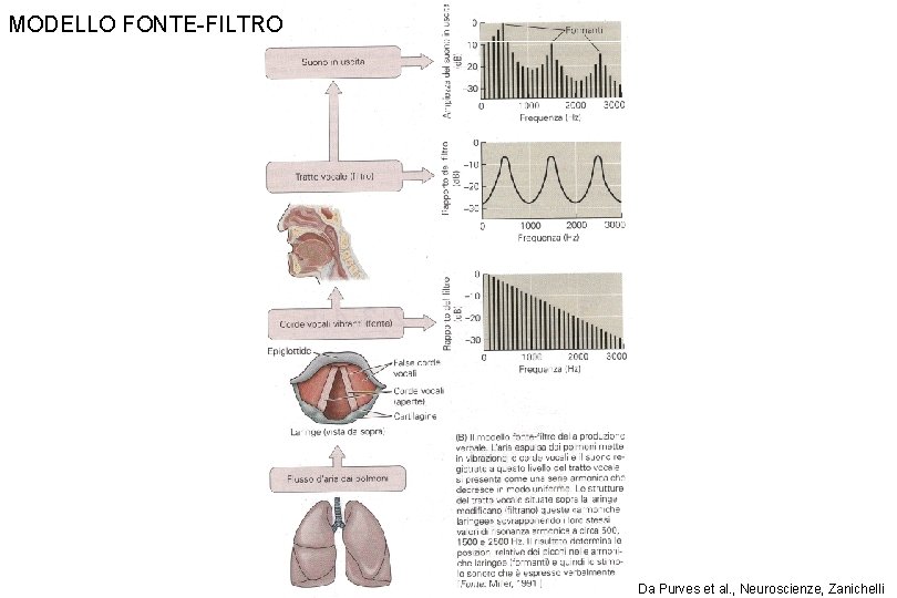 MODELLO FONTE-FILTRO Da Purves et al. , Neuroscienze, Zanichelli MODELLO FONTE-FILTRO Da Purves et al. , Neuroscienze, Zanichelli