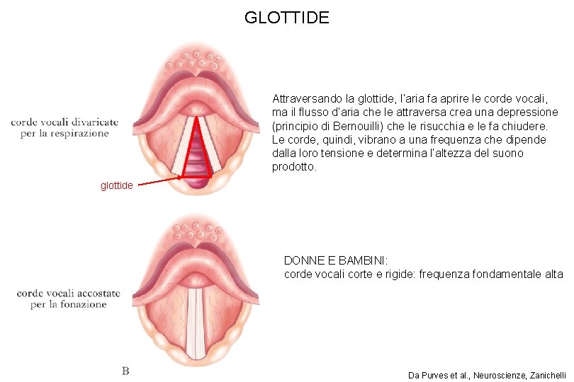 GLOTTIDE Attraversando la glottide, l’aria fa aprire le corde vocali, ma il flusso d’aria GLOTTIDE Attraversando la glottide, l’aria fa aprire le corde vocali, ma il flusso d’aria