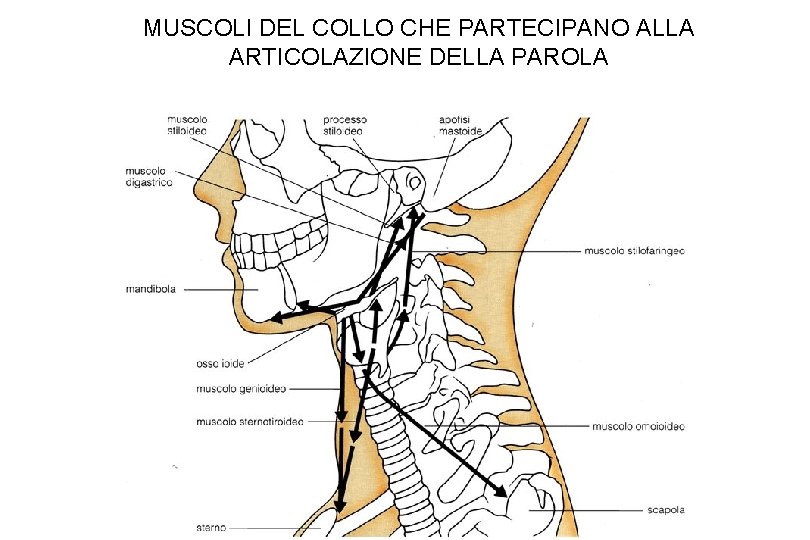 MUSCOLI DEL COLLO CHE PARTECIPANO ALLA ARTICOLAZIONE DELLA PAROLA MUSCOLI DEL COLLO CHE PARTECIPANO ALLA ARTICOLAZIONE DELLA PAROLA