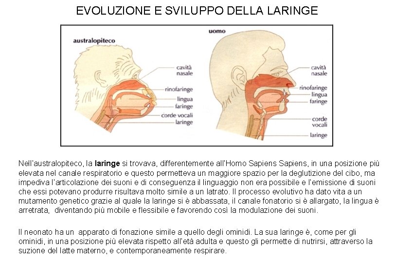 EVOLUZIONE E SVILUPPO DELLA LARINGE Nell’australopiteco, la laringe si trovava, differentemente all’Homo Sapiens, in EVOLUZIONE E SVILUPPO DELLA LARINGE Nell’australopiteco, la laringe si trovava, differentemente all’Homo Sapiens, in