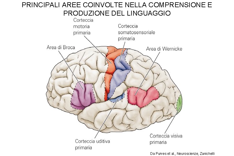 PRINCIPALI AREE COINVOLTE NELLA COMPRENSIONE E PRODUZIONE DEL LINGUAGGIO Da Purves et al. , PRINCIPALI AREE COINVOLTE NELLA COMPRENSIONE E PRODUZIONE DEL LINGUAGGIO Da Purves et al. ,
