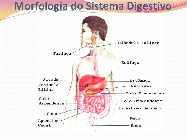 Morfologia do Sistema Digestivo 