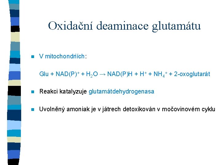 Oxidační deaminace glutamátu n V mitochondriích: Glu + NAD(P)+ + H 2 O →