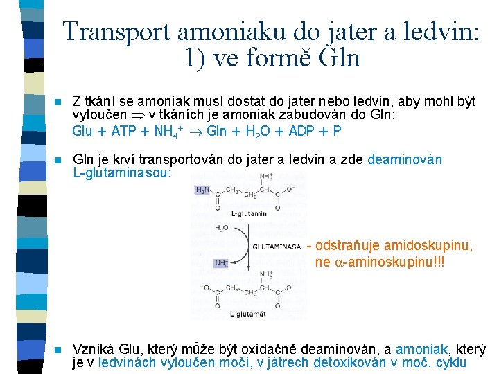 Transport amoniaku do jater a ledvin: 1) ve formě Gln n Z tkání se