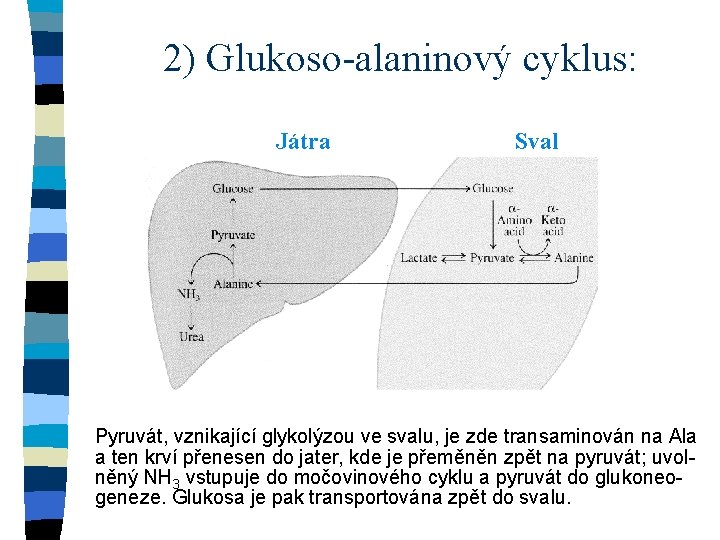 2) Glukoso-alaninový cyklus: Játra Sval Pyruvát, vznikající glykolýzou ve svalu, je zde transaminován na