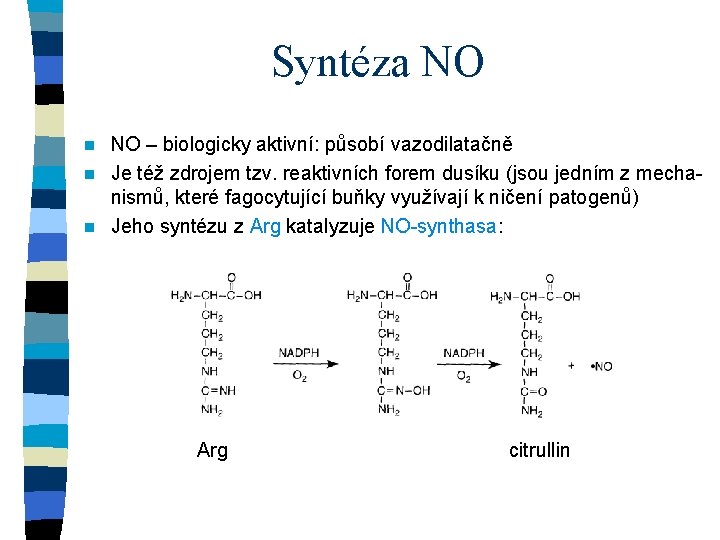 Syntéza NO NO – biologicky aktivní: působí vazodilatačně n Je též zdrojem tzv. reaktivních