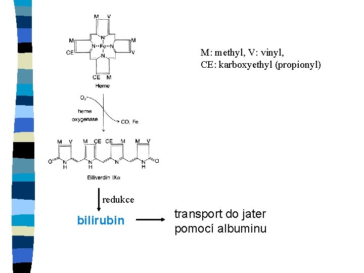 M: methyl, V: vinyl, CE: karboxyethyl (propionyl) redukce bilirubin transport do jater pomocí albuminu