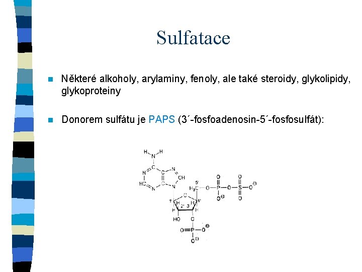 Sulfatace n Některé alkoholy, arylaminy, fenoly, ale také steroidy, glykolipidy, glykoproteiny n Donorem sulfátu