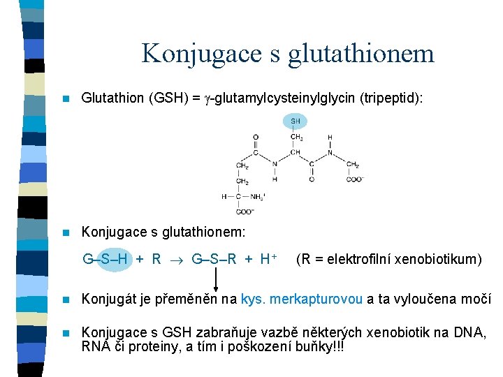 Konjugace s glutathionem n Glutathion (GSH) = -glutamylcysteinylglycin (tripeptid): n Konjugace s glutathionem: G–S–H