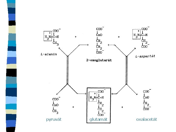 pyruvát glutamát oxalacetát 