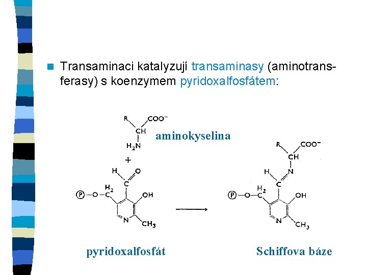 n Transaminaci katalyzují transaminasy (aminotransferasy) s koenzymem pyridoxalfosfátem: aminokyselina pyridoxalfosfát Schiffova báze 