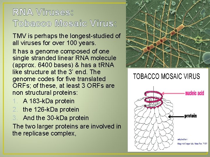 RNA Viruses: Tobacco Mosaic Virus: TMV is perhaps the longest-studied of all viruses for