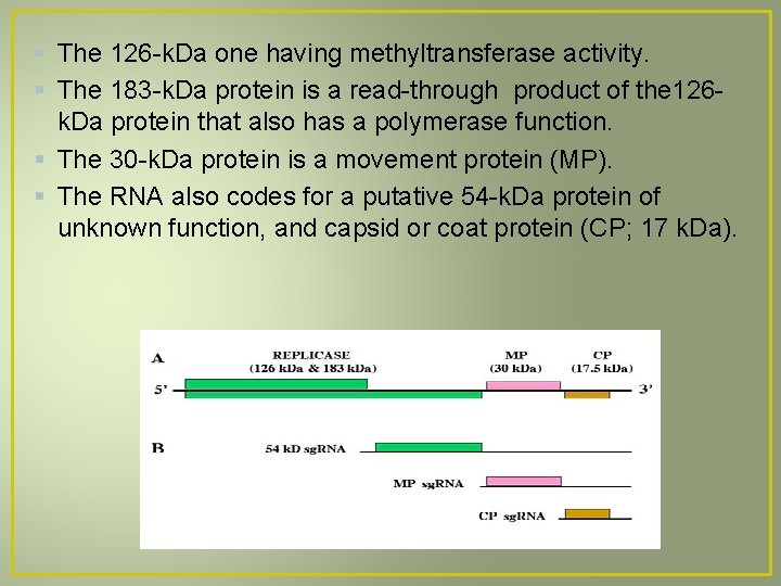 § The 126 -k. Da one having methyltransferase activity. § The 183 -k. Da