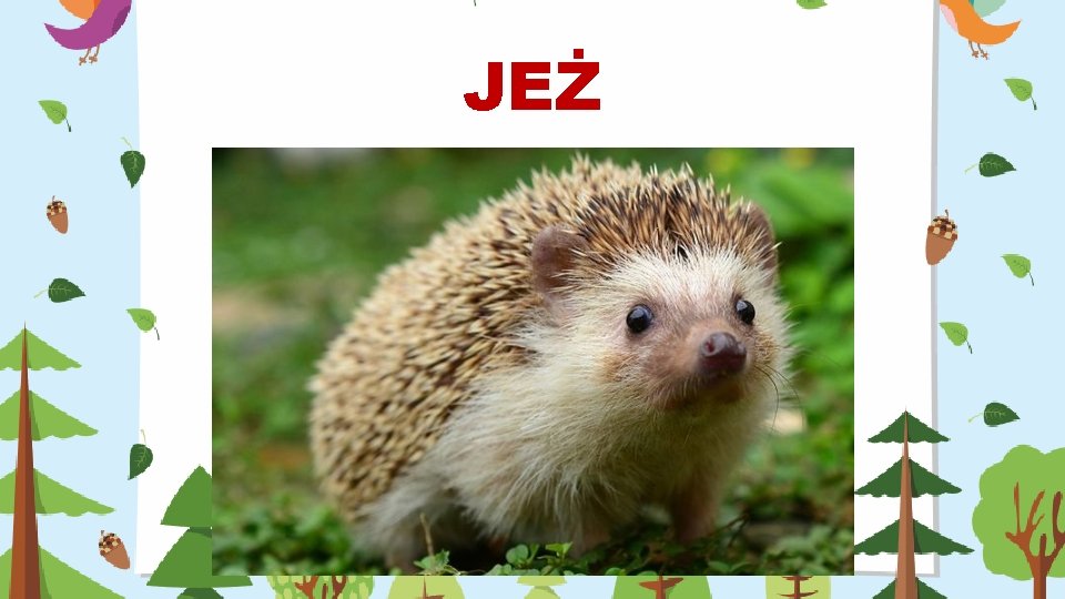 JEŻ 