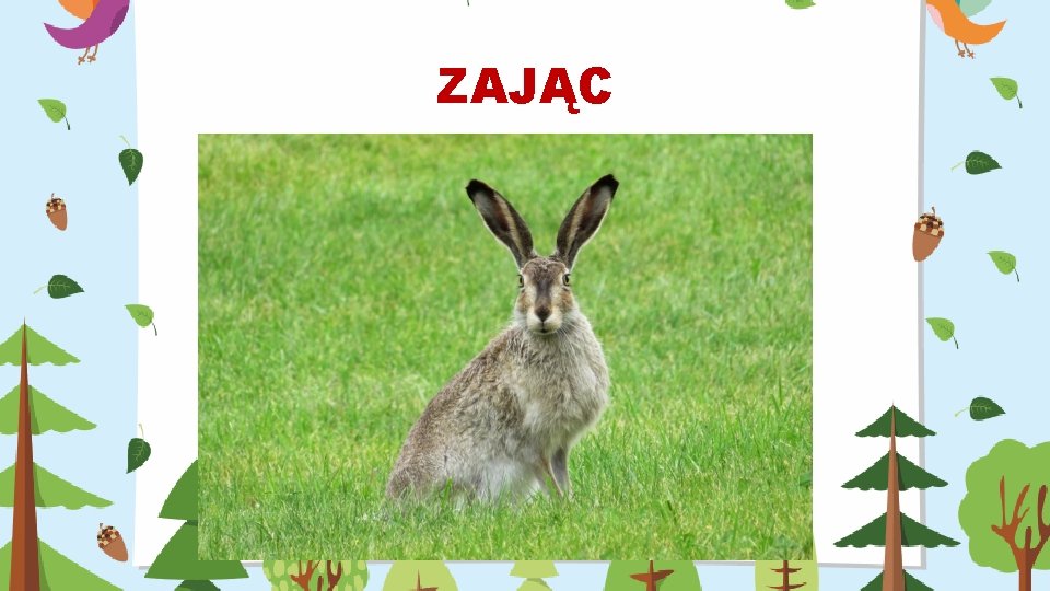 ZAJĄC 