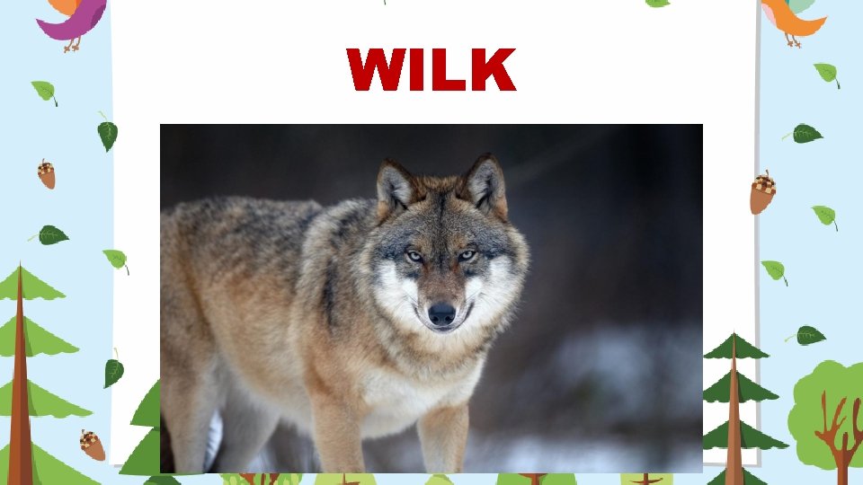 WILK 