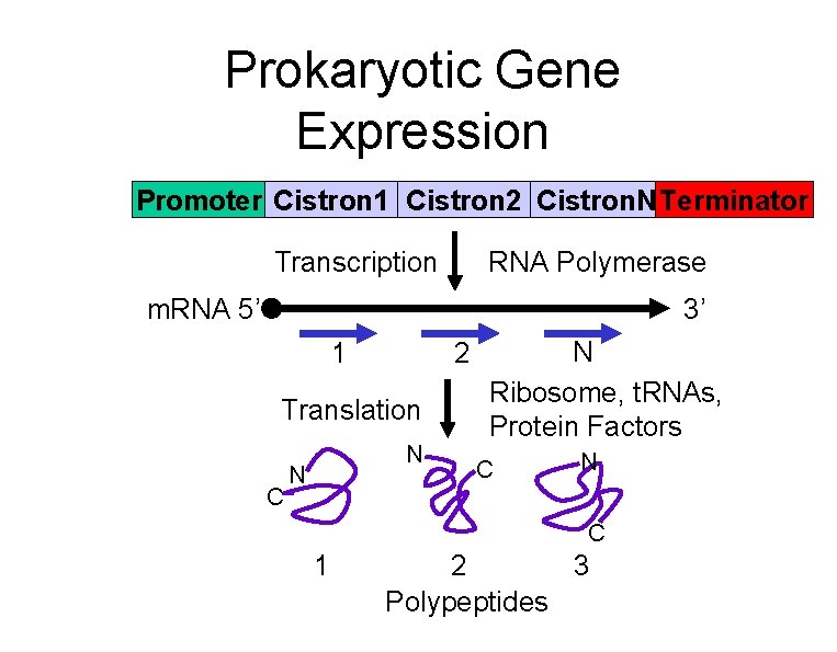 Prokaryotic Gene Expression Promoter Cistron 1 Cistron 2 Cistron. N Terminator Transcription RNA Polymerase