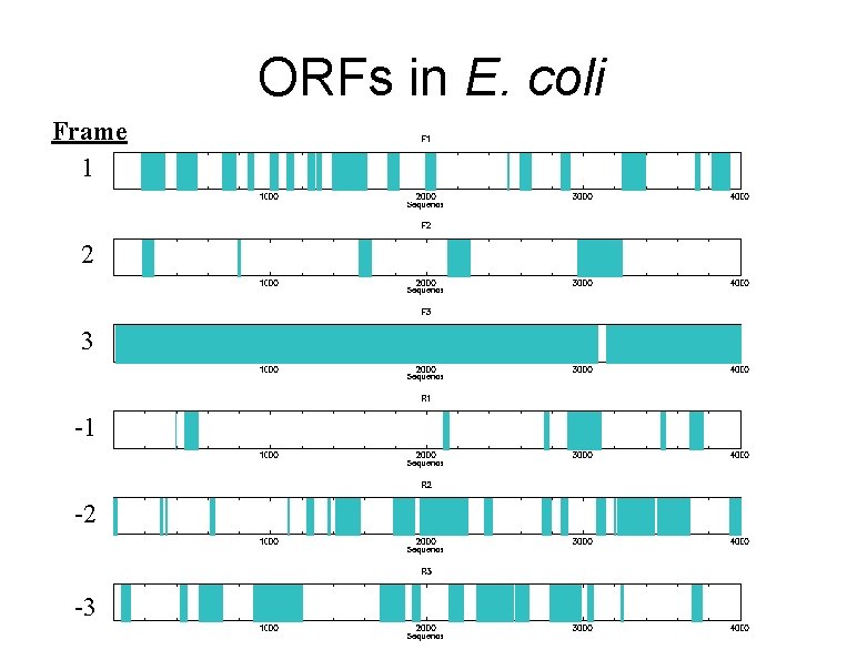 ORFs in E. coli Frame 1 2 3 -1 -2 -3 